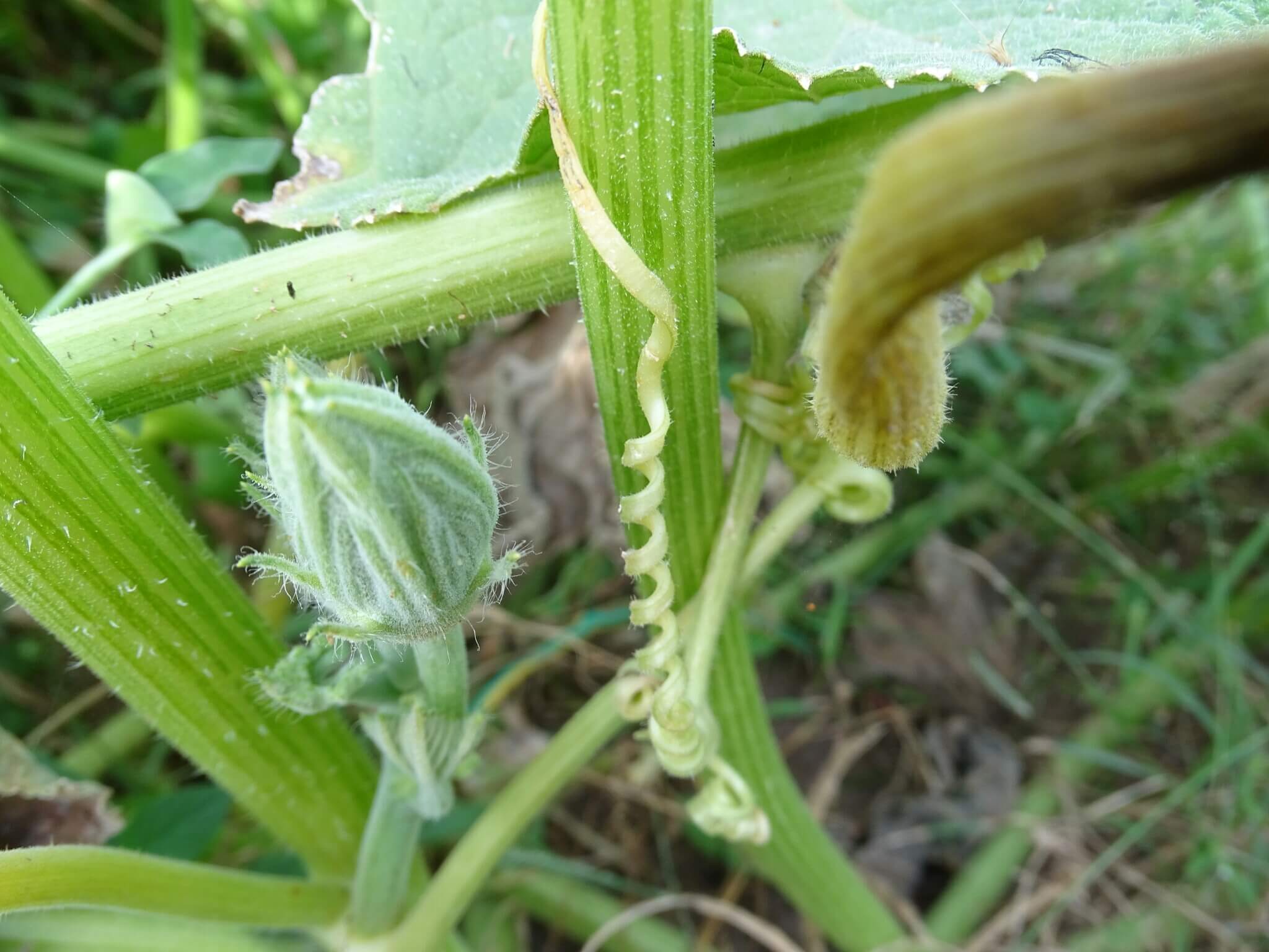Curcubita pepo var. Belleza negra